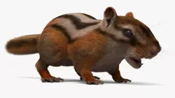 Forest Chipmunk Fur Rigged For Maya 3D model