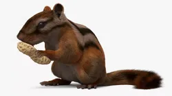 Forest Chipmunk Fur Set Animated Rigged For Maya 3D model