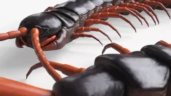 Giant Desert Centipede Rigged For Blender Animated Set 3D model