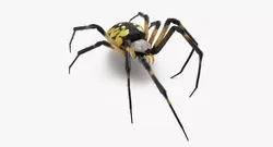 Golden Garden Spider with Fuzz 3D model