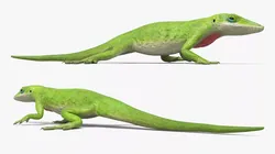 Green Anole Reptile Crawling Animated Rigged For Maya 3D model