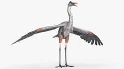 Grey Heron Bird Rigged For Blender 3D model