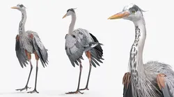 Grey Heron Bird Rigged For Blender Animated Set 3D model