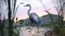 Grey Heron Bird Walk Animated Rigged For Blender 3D model