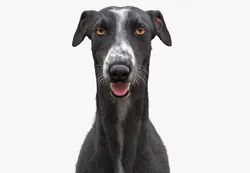 Greyhound Black Fur 3D model