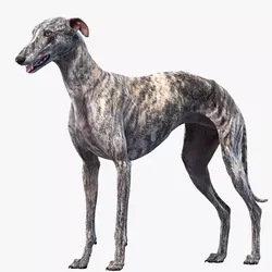 Greyhound Tiger  3D model