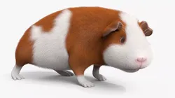 Guinea Pig Eating Fur Animated Rigged For Maya 3D model