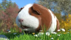 Guinea Pig Fur Rigged For Maya 3D model