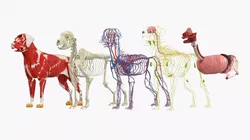 Half Skin Dog Anatomy Muscular and Vascular System 3D model