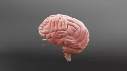 High Precision Human Brain Anatomy 3D Mode Low-poly 3D model