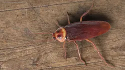 Household Cockroach Cleaning Animated Rigged For Blender 3D model