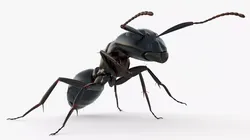 Insect Ant Walking Fur Animated Rigged For Blender 3D model