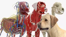 Labrador Dog Full Anatomy Structure and Skeleton 3D model