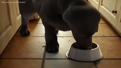 Labrador Retriever Puppy Eating Fur Animated Rigged For Maya 3D model