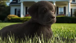 Labrador Retriever Puppy Idle Fur Animated Rigged For Maya 3D model