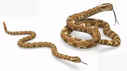 Light Rattlesnake Set Animated Rigged 3D model
