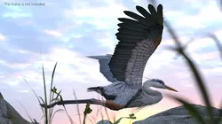 Long Legged Grey Heron Bird Flight Animated Rigged For Blender 3D model