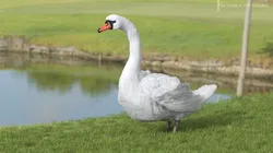 LongNeck Swan Waterfowl 3D model