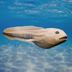 Mariana Snailfish Stylized Deep Sea Fish  3D model