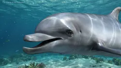 Marine Dolphin Realistic For Blender 3D model