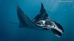 Marine Manta Ray Swim Glide Animated Rigged For Maya 3D model