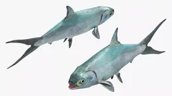 Milkfish Rigged For Maya Low-poly 3D model
