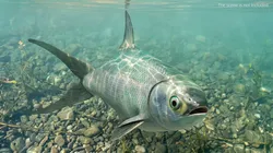 Milkfish Swimming Animated Rigged For Maya 3D model