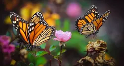 Monarch Butterfly Fur Rigged 3D model