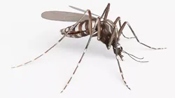 Mosquito Feeding Fur Animated Rigged For Blender 3D model