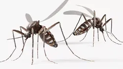 Mosquito Fur Rigged For Blender Animated Set 3D model
