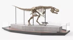 Museum Tyrannosaurus Rex Skeleton For Blender 3D model