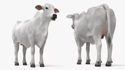 Nelore Cow Fur Gallop Animated Rigged For Maya Low-poly 3D model