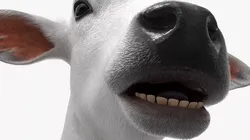Nelore Cow Fur Grazing Animated Rigged For Maya 3D model