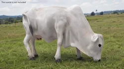 Nelore Cow Fur Rigged For Maya Low-poly 3D model