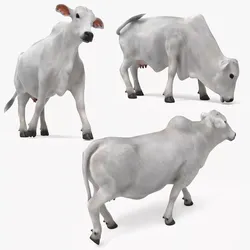 Nelore Cow Fur Set Animated Rigged For Maya 3D model