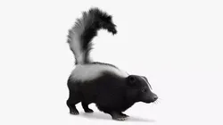 North American Skunk Fur Rigged For Blender 3D model