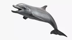 Oceanic Bottlenose Dolphin Marine Rigged For Blender 3D model