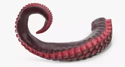 Octopus Tentacle 3D model