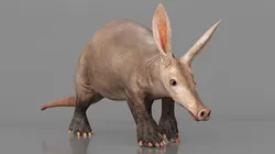 Orycteropus Afer Walking Animated Rigged for Maya 3D model