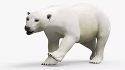 Polar Bear Walking Animated Rigged For Maya 3D model