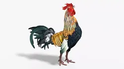 Rainbow Rooster Crowing Animated Rigged For Blender 3D model