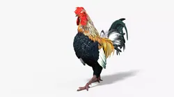 Rainbow Rooster Rigged For Blender 3D model
