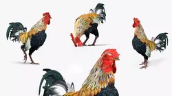 Rainbow Rooster Rigged For Blender Animated Set 3D model