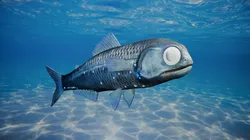 Realistic Deep Sea Lanternfish 3D model