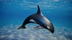 Realistic Killer Whale 3D model