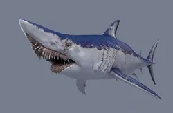 Realistic sharp-nosed mako shark 3D model