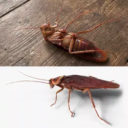 Red Cockroach Rigged For Blender 3D model