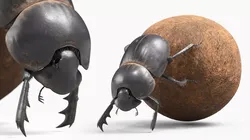 Roller Beetle Falling on Back Fur Animated Rigged For Maya Low-poly 3D model