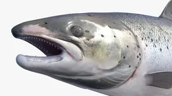 Salmon Rigged For Blender Low-poly 3D model