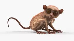 Seated Tarsier Fur for Cinema 4D 3D model